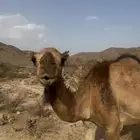 بكره للبيع