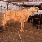 للبيع خروف صنف حري