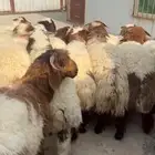 العدد 14 خروف صافي جذعان نعيم بلدي ع من 7 الى 8 شهور فل الف