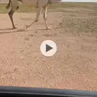 للبيع الوضح الكفو لقحه وضريبه شرط