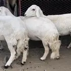 عنزين و4 من الضان