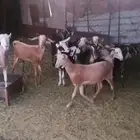 معزا للبيع