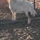 رخل طيبه بريه الموقع الشملي