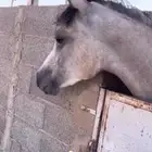 مهره شعبيه