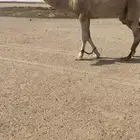 للبيع قعود عوني كفوو