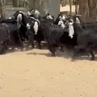 معزا عوارض خصم اشباب وجرم طيبه