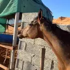 خيل عربي واهو