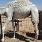 قعدان