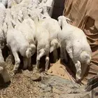 بهم حري فاخر