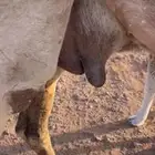 للبيع الخلفه