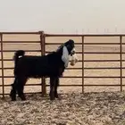 تيوس