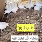 زغاليل فرنسي لاحم سوبر جامبو