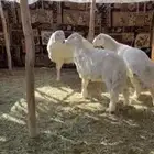 طليان فاخره للبيع