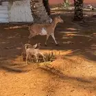 عنز جنوبيه متبع