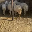 للبيع ضان حرش بفحلها عددها 6