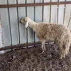نعجه ثنيه دافع