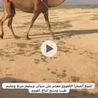 صفرا كفو لقحه