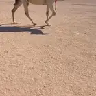 لقحات2 شقحا وضحا