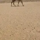 فحل كناني فاخر