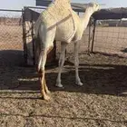 قعود
