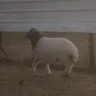 طلي هرفي نعيمي تم البيع