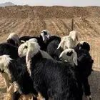 10 خرفان نجد