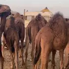 قعدان و بكار ذبايح
