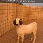الطايف كبري الميزان
