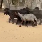 غنم عرب اشباب وطيبه