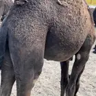 قعودين وبكره