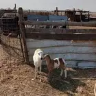 رخله رفيديه يتبعها طلي ودبهاطلعت الثنيه من جهه