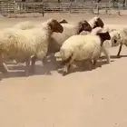 غنم نعيم متابيع