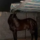 حصان