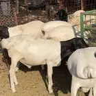 برابر تمايم فل شحم