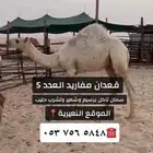 قعدان مفاريد