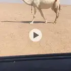 لقحه وضحا وضريبه صفرا طيبات