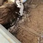 بط سوداني