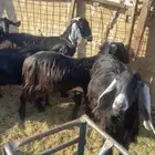 معزاء نص عوارض ونص معزا الديره نظيفه من جميع الامراض ا