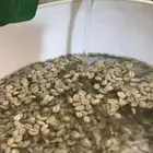 قهوه مغسوله