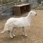 خروف فخل للبيع