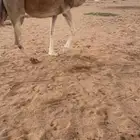 خفوق