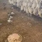حمام للبيع