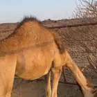 قعود السن ( حق)