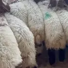العدد 27 خروف فيها رخلين ع حول 5 شهور فل ظهر وطرف