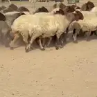 غنم نعيم طيبه