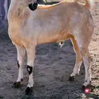 مشروع فحل بيشي فاخر
