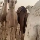 حشوان للبيع