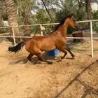فرس شعبيه عمر 3 سنين