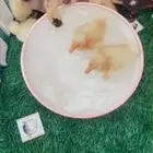 صغير البط متوفر تمارا