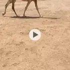 لقحه شقحا عونيه